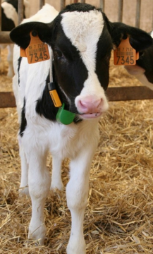 Calves