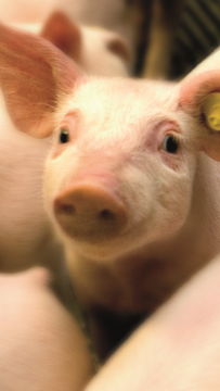 Piglets