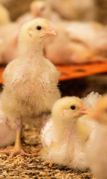 Poultry